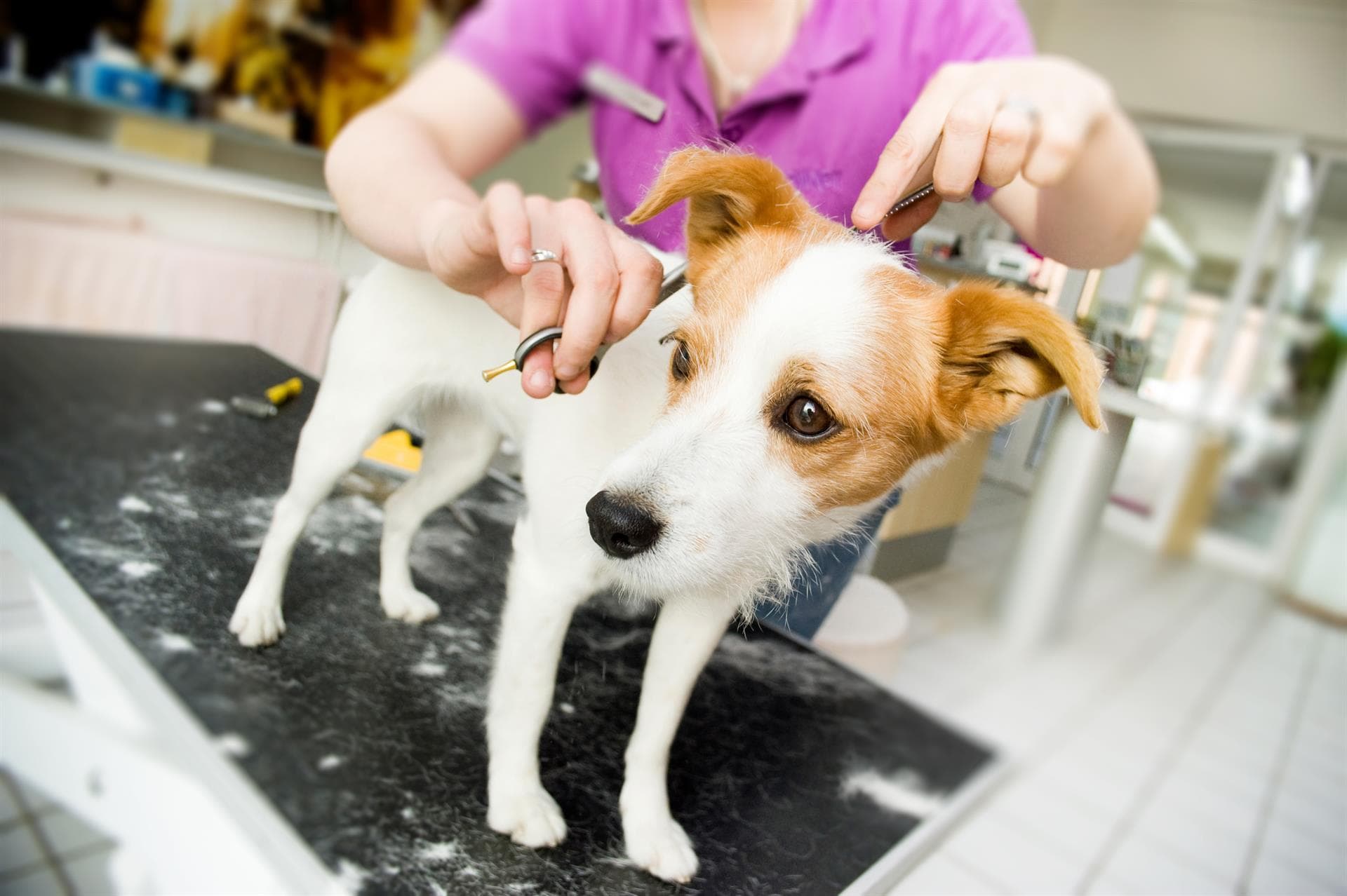 Visite nuestra peluquería canina en Fene